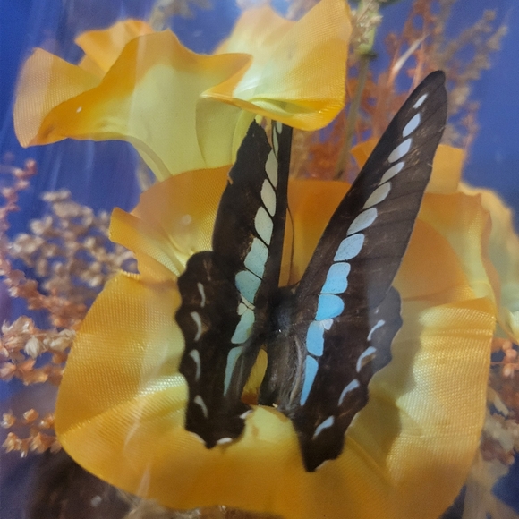 Vintage Preserved Butterfly Taxidermy Terrarium Silk Yellow Flowers - Picture 2 of 6